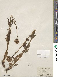 Valeriana sitchensis image