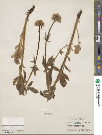 Valeriana sitchensis image