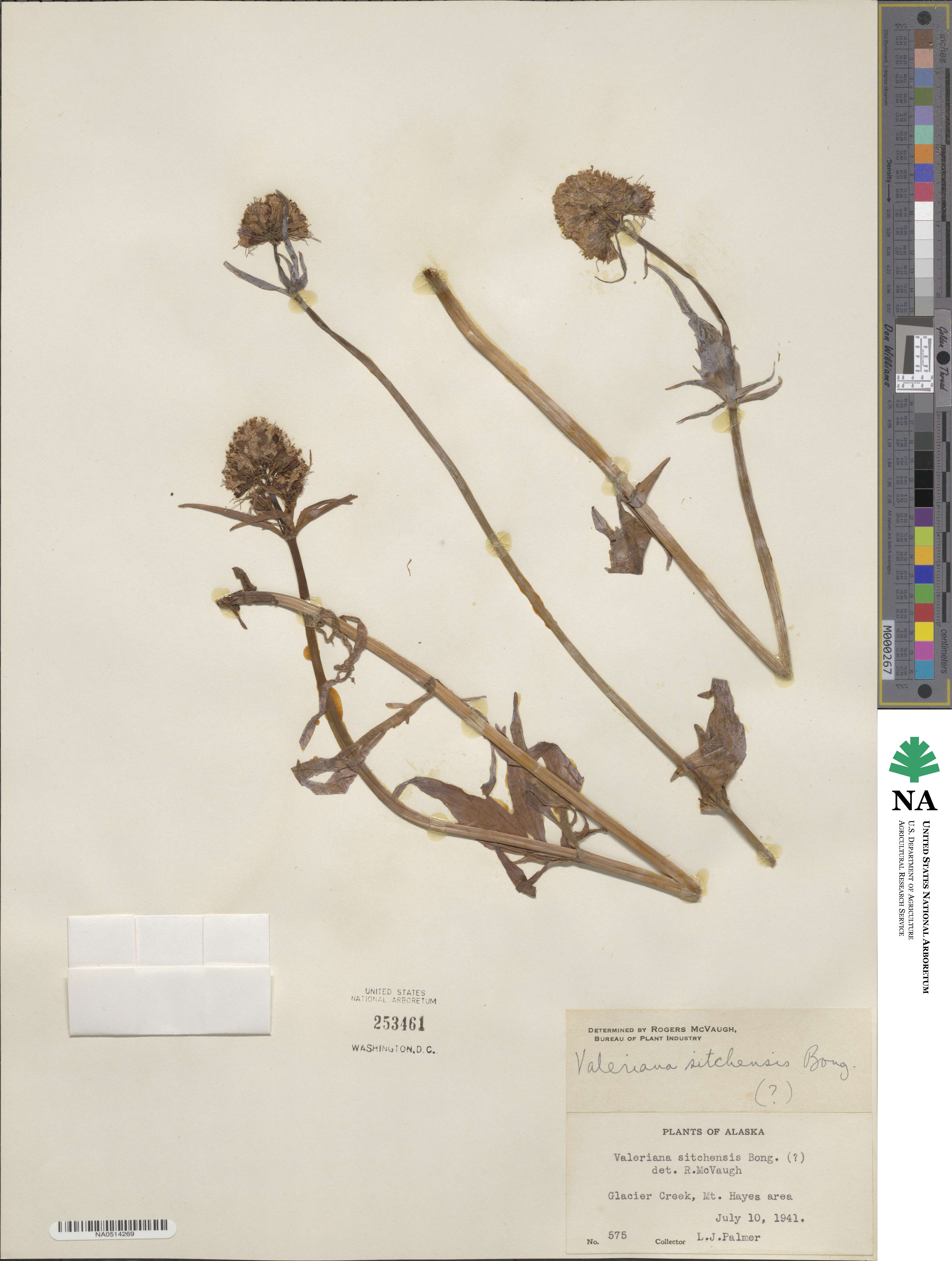 Valeriana sitchensis image