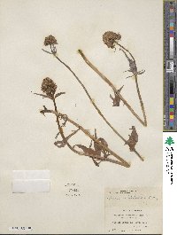 Valeriana sitchensis image