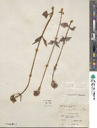 Valeriana sitchensis image