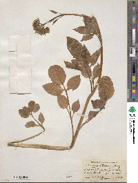 Valeriana sitchensis image