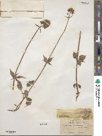 Valeriana sitchensis image