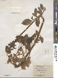 Valeriana sitchensis image