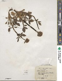 Valeriana sitchensis image