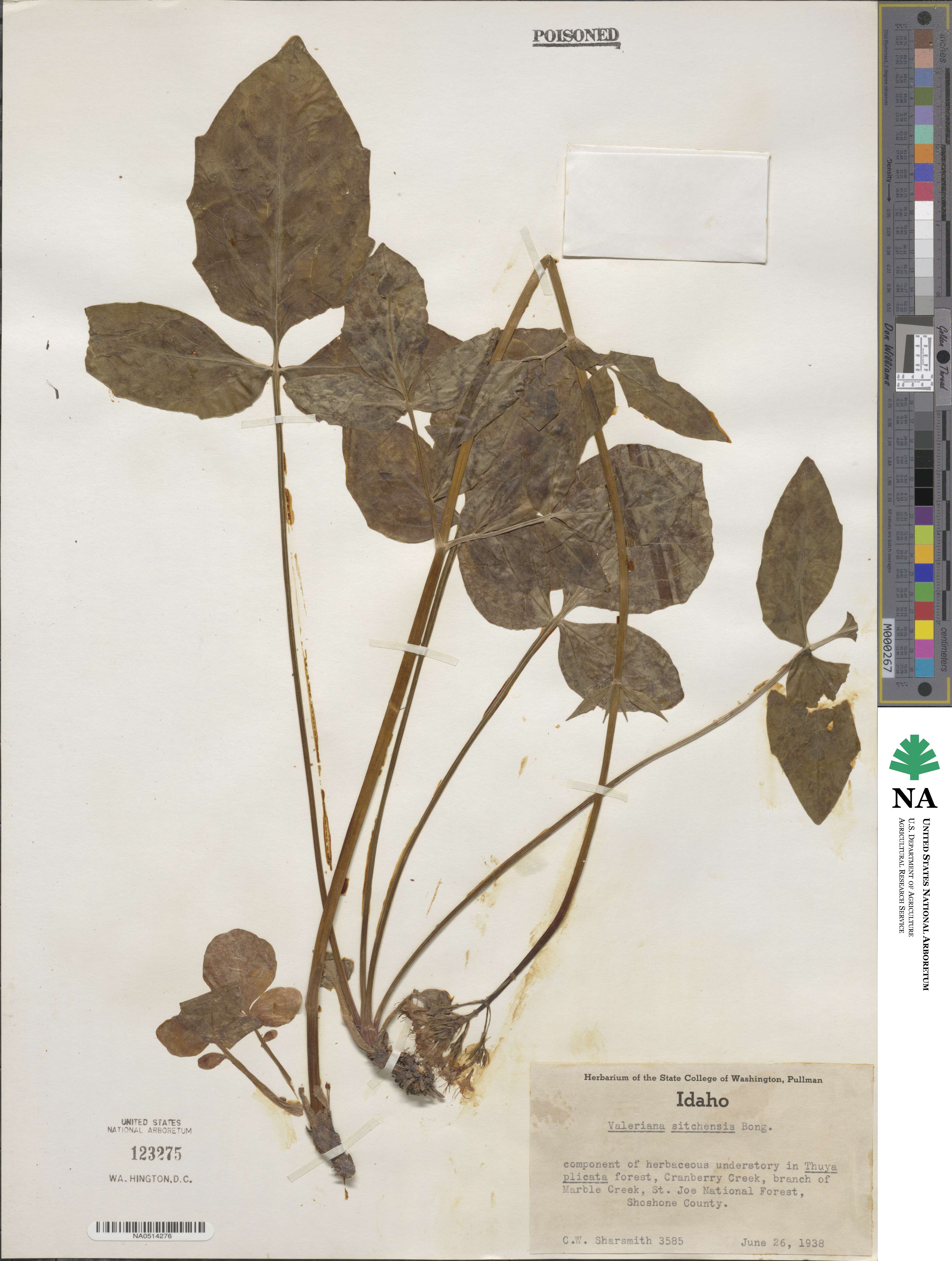 Valeriana sitchensis image