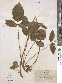 Valeriana sitchensis image