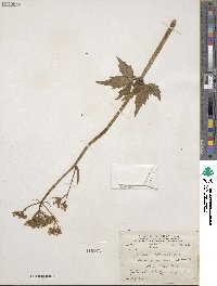 Valeriana sitchensis image