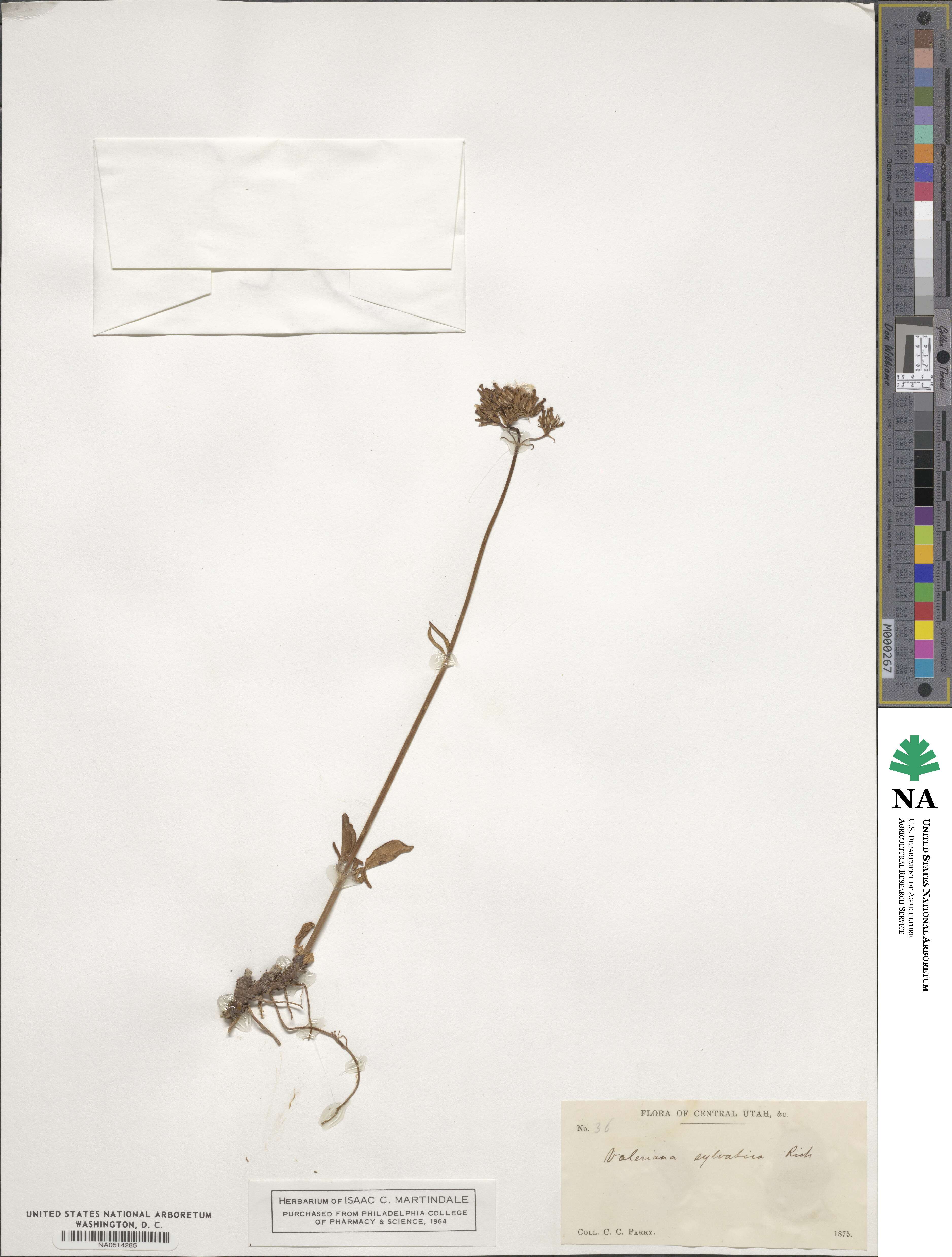 Valeriana sylvatica image