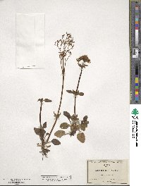 Valeriana sylvatica image