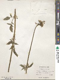 Valeriana uliginosa image