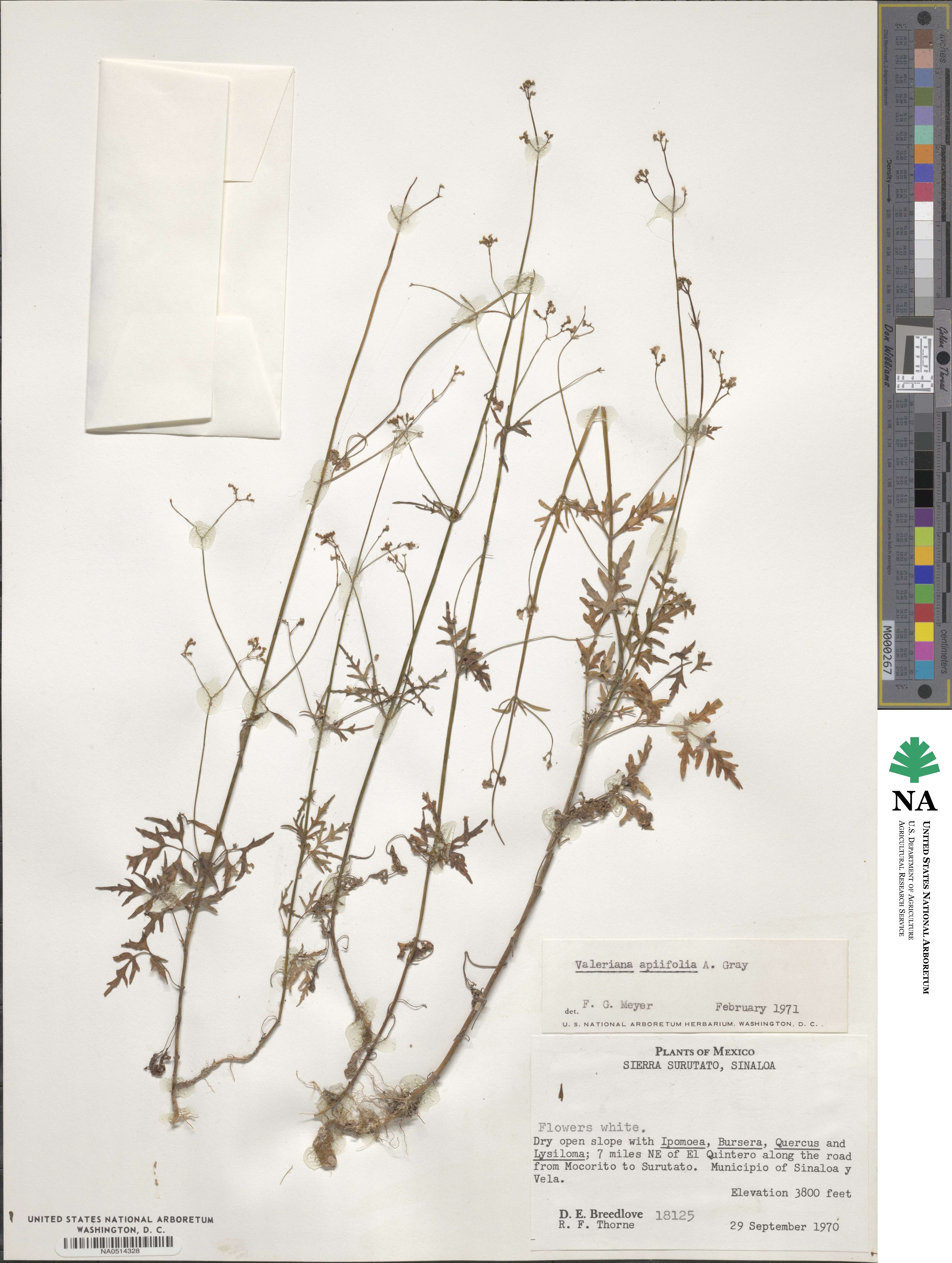 Valeriana apiifolia image