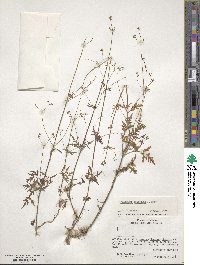 Image of Valeriana apiifolia