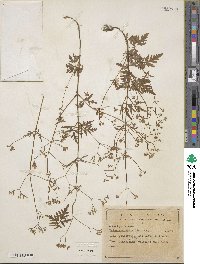 Valeriana apiifolia image