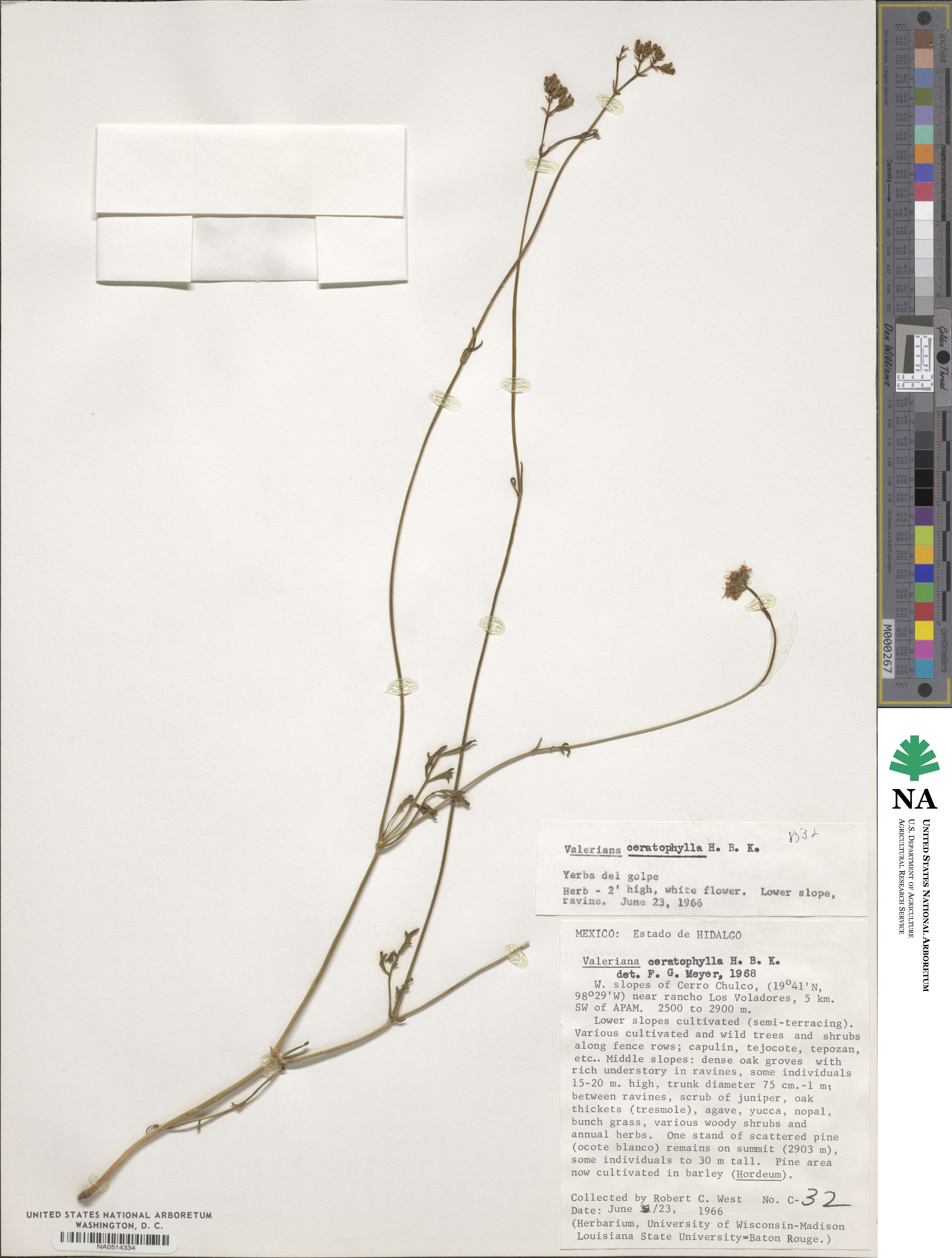 Valeriana ceratophylla image