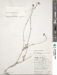 Valeriana ceratophylla image