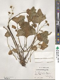 Image of Valeriana cucurbitifolia