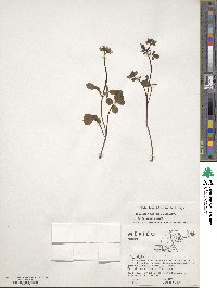 Image of Valeriana deltoidea