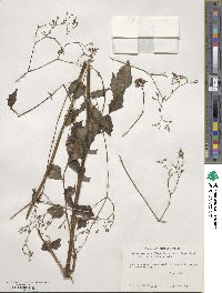 Valeriana densiflora image