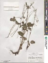 Valeriana densiflora image