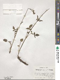 Valeriana densiflora image