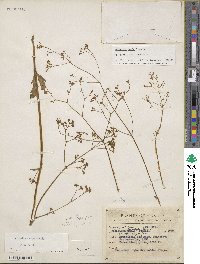 Valeriana edulis image