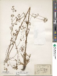 Valeriana edulis image