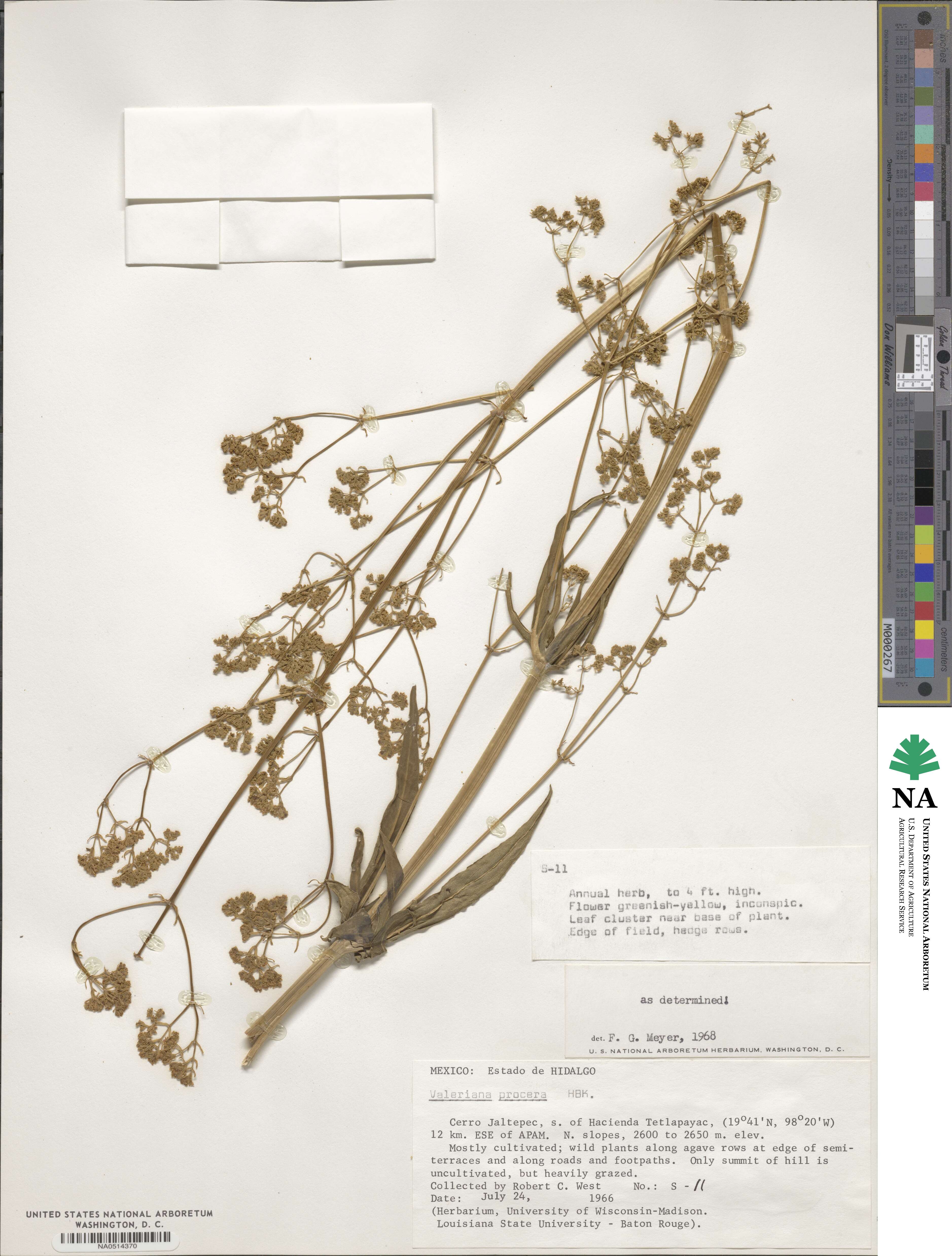 Valeriana edulis subsp. procera image