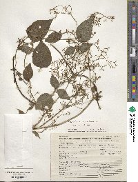 Valeriana scandens image