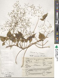 Valeriana scandens image