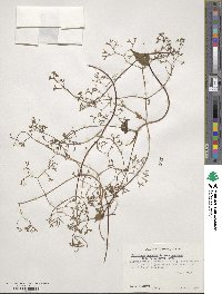 Valeriana scandens image