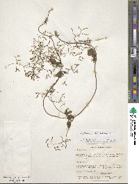 Valeriana scandens image