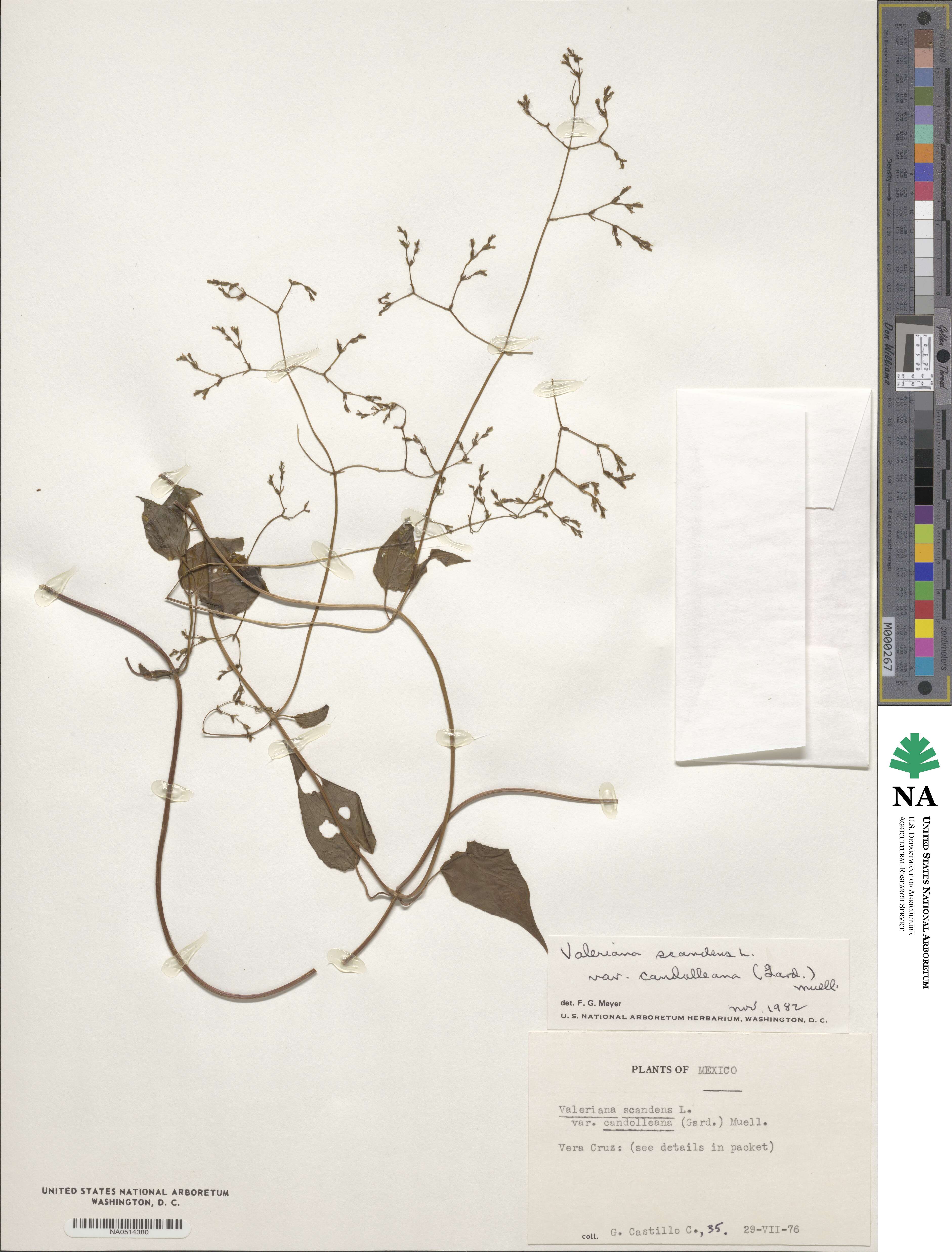 Valeriana candolleana image