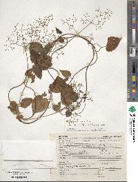 Valeriana candolleana image