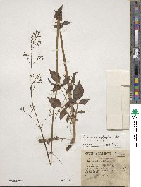 Valeriana sorbifolia image