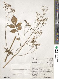 Valeriana sorbifolia image