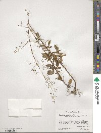 Valeriana sorbifolia image