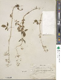 Valeriana sorbifolia image