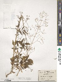 Valeriana sorbifolia image