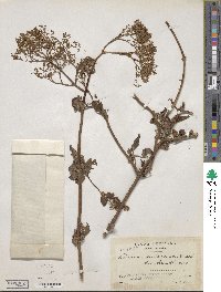 Valeriana subincisa image