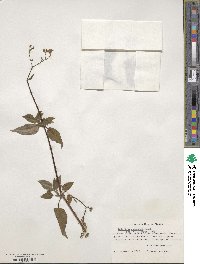 Valeriana subincisa image