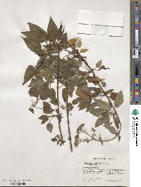 Valeriana subincisa image