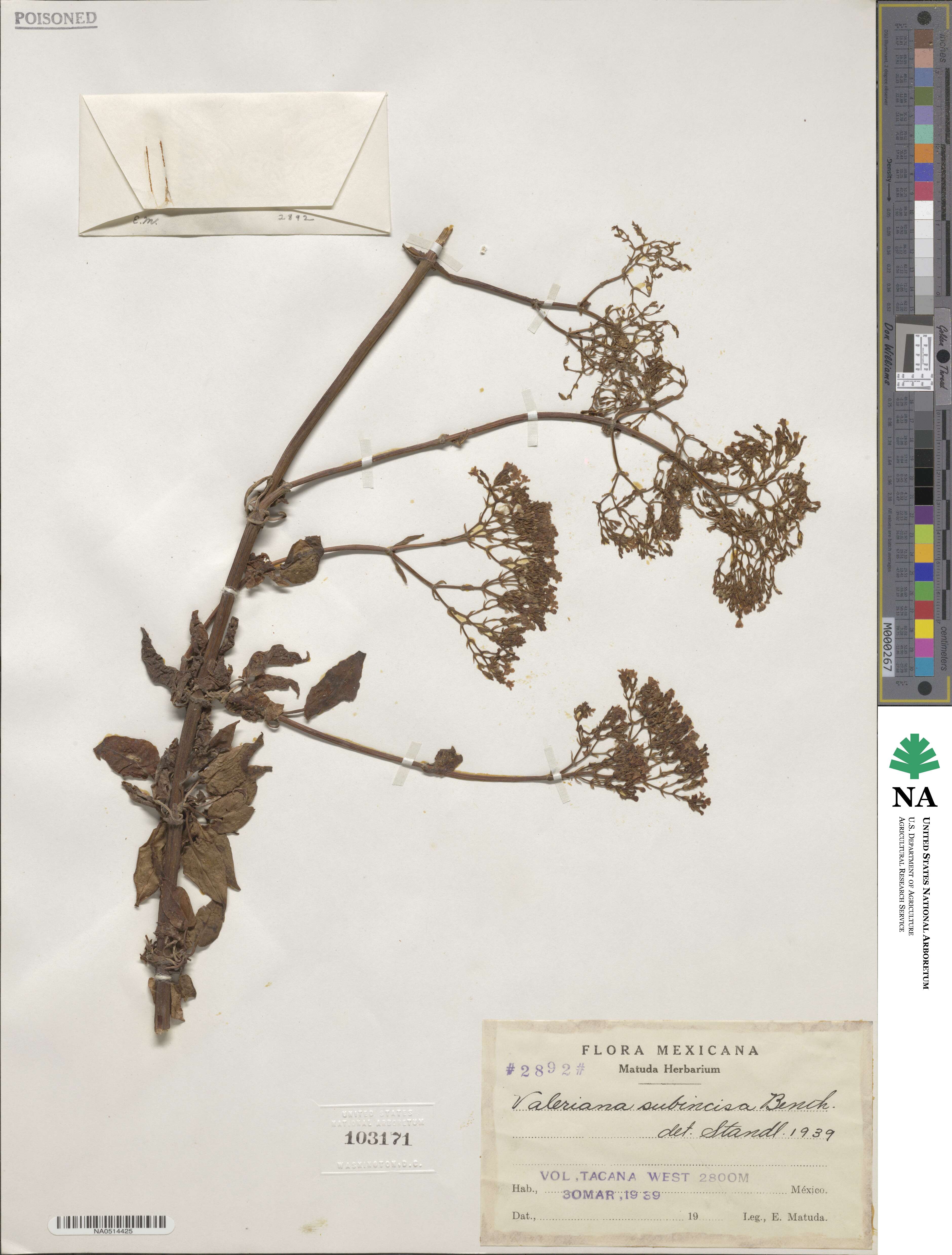 Valeriana subincisa image