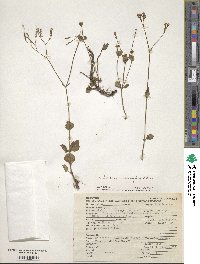 Valeriana urticifolia image