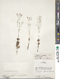 Valeriana urticifolia image