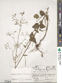 Valeriana urticifolia image