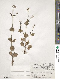 Valeriana urticifolia image