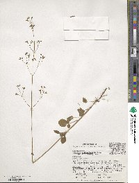 Valeriana urticifolia image