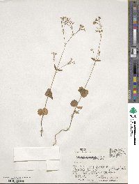 Valeriana urticifolia image