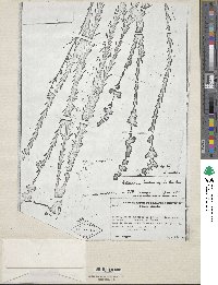 Valeriana microphylla image